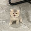 Petlover_Cats_971