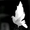 rezhnaahmad59