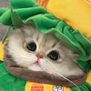 Pet_Catlover_1028