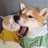 Pet_Catlover_1108