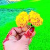 arishaialam077