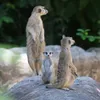 Safari Phú Quốc tấu hài 🤡