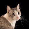 i_lovekats2