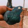 amirkh59205612381