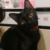 snowblacklittlecat