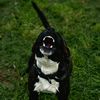 those.crazy_k9s
