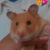 nali_nal.nala