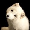 hokkyokukitsune19