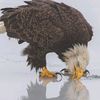 eaglepower19
