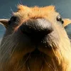 capybara4059