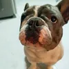 buldogueozzy