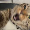 sassyyycat