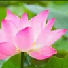 sinh.th84