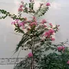 lmto179