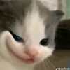 vi_tui_iu_meo