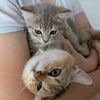 meowieduos