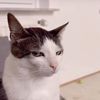 RoyalKucing
