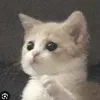 ^._.^