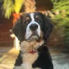 dutchberner