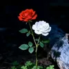 rashidbilal772