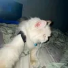 themkeodeo5