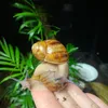 Snails_move_slow