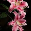 bahzad.amedi8
