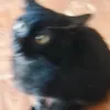 linhnhipkr