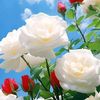 m_izhan998