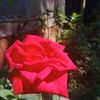 san.san0022336775