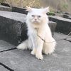 evaislam00057