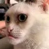 tundramenx