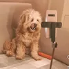 maisietheirishcavapoo