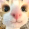 potchy_meow