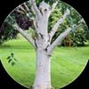 justa_normalbirchtree