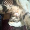 beaming_lasange2