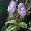 vidavivarespira