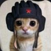 tonkcat1