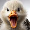 dabblingducky