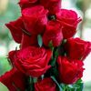 malik606915
