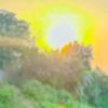 _strawberry__29