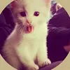 user331634201