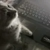 ywnk0a