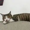 jibekulaaa