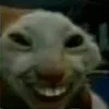 goldcheetahfn