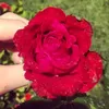 alhabib.mariam