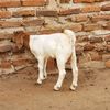 tridahzgoatfarm