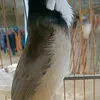 anhhlubkoj