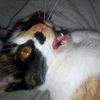 la.gatita.mia.4