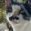mimiwwpiddiww